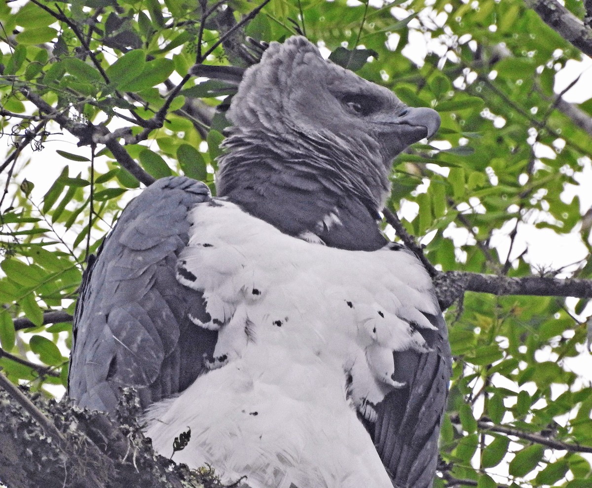 Harpy Eagle - ML184216171