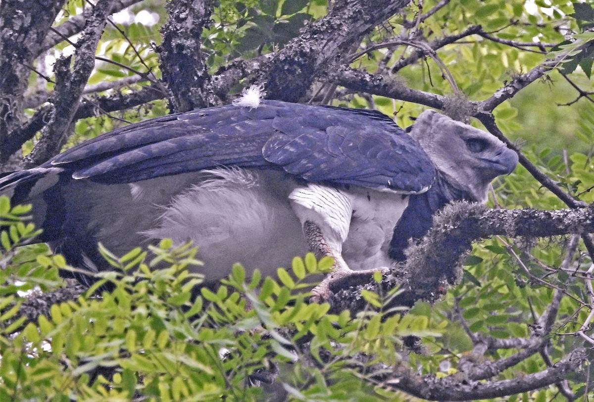 Harpy Eagle - ML184216211