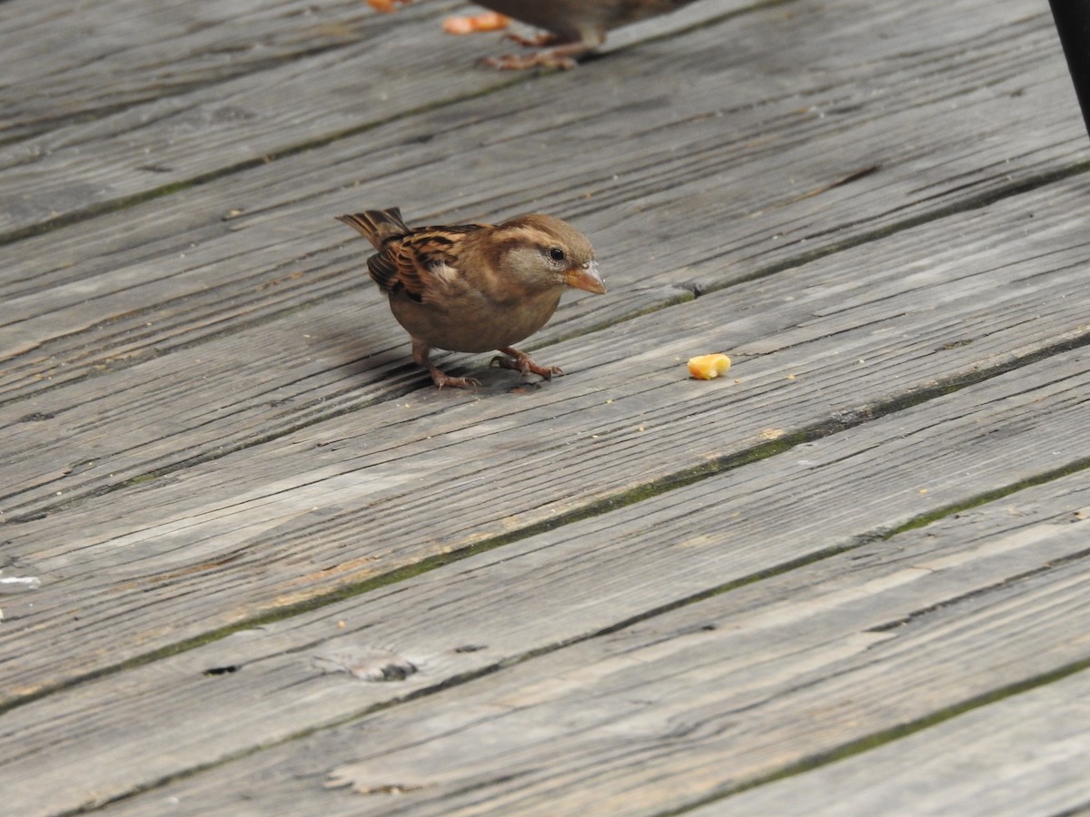 Moineau domestique - ML184216261
