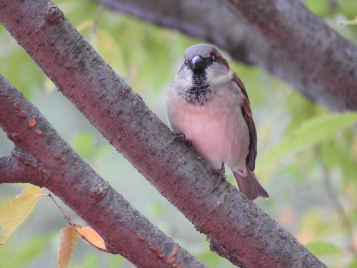 House Sparrow - ML184216301