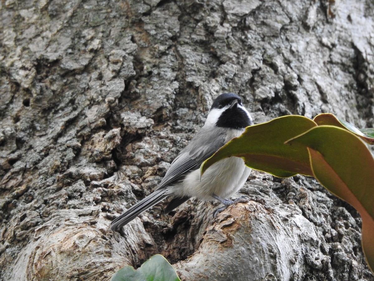 Carolina Chickadee - ML184216411