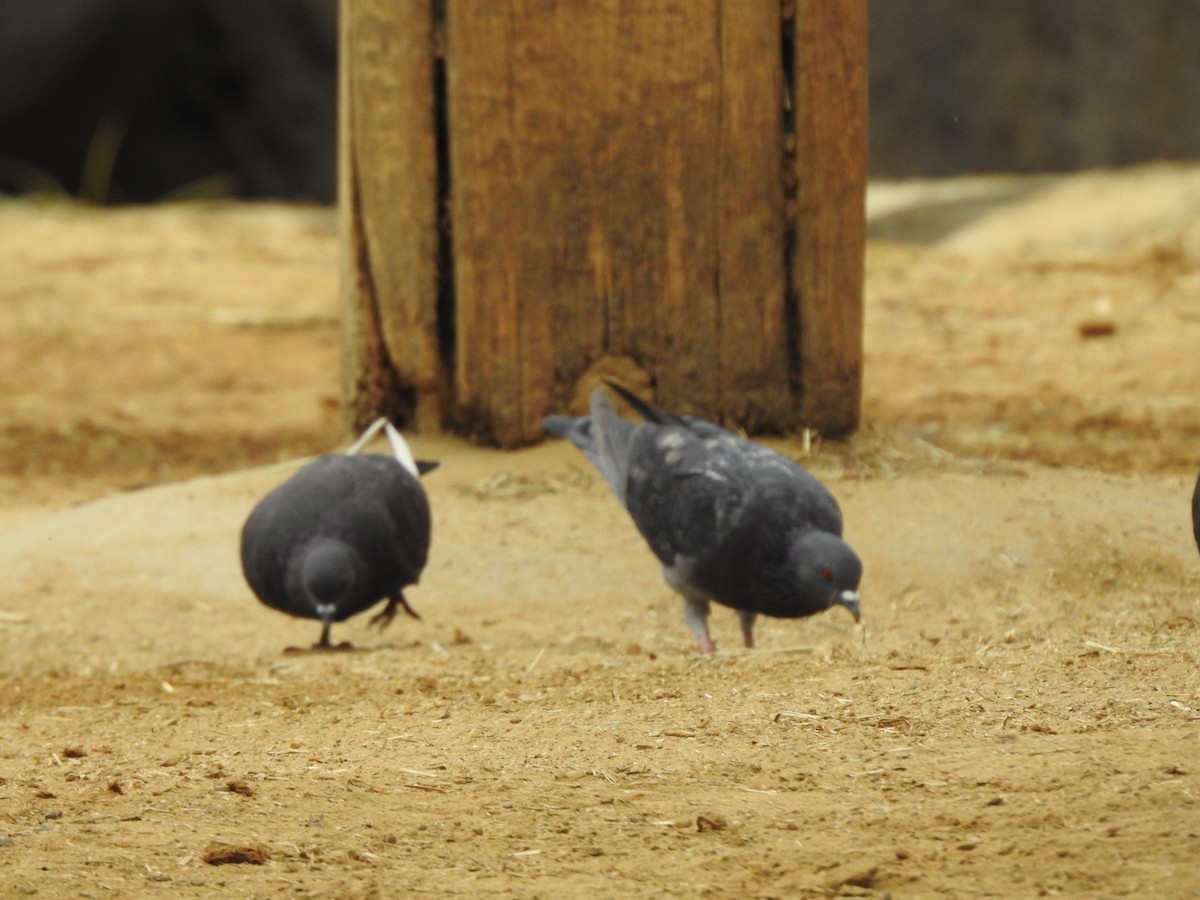 Rock Pigeon (Feral Pigeon) - ML184216571