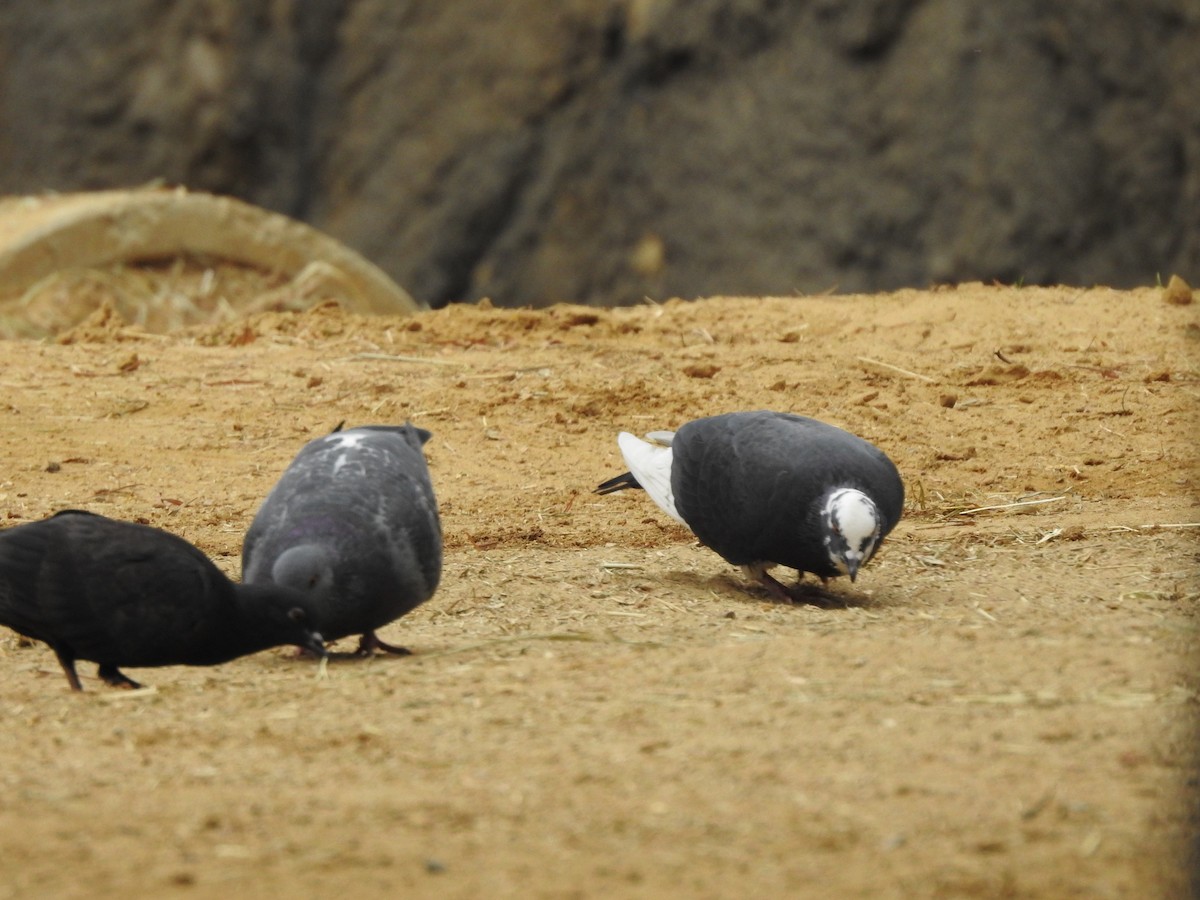 Rock Pigeon (Feral Pigeon) - ML184216601