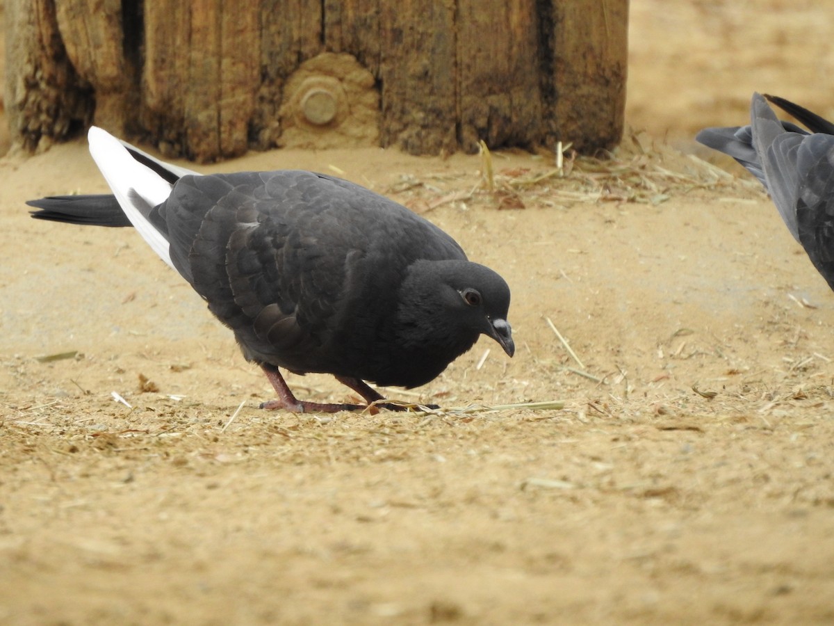 Rock Pigeon (Feral Pigeon) - ML184216611