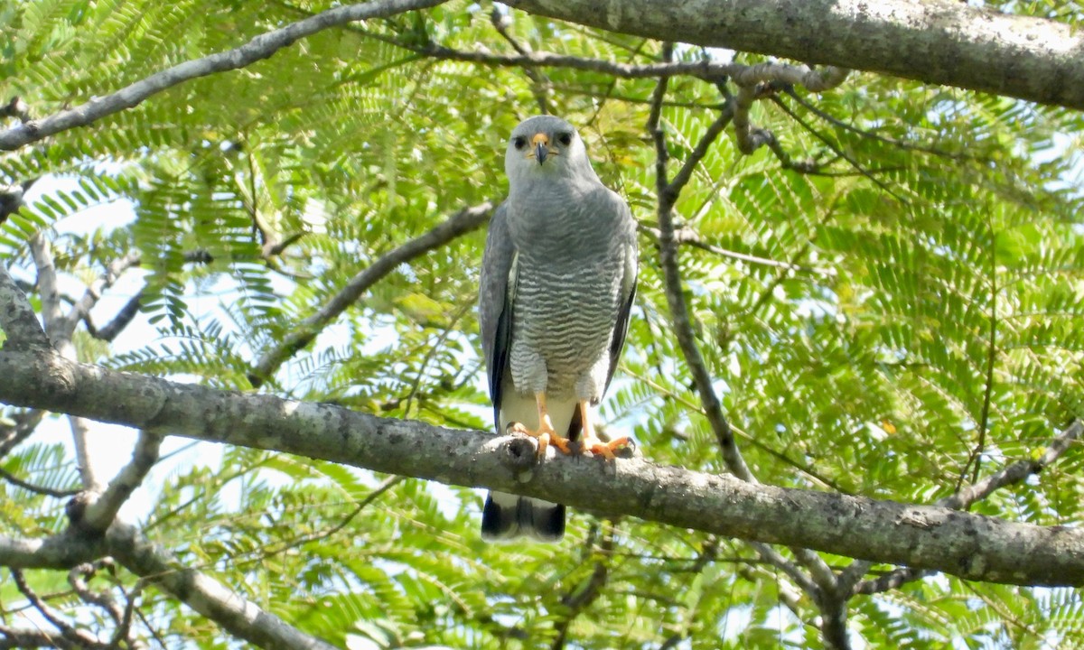 Gray Hawk - ML184216901