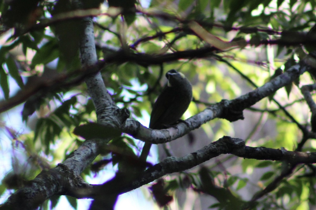 Lewin's Honeyeater - ML184216911