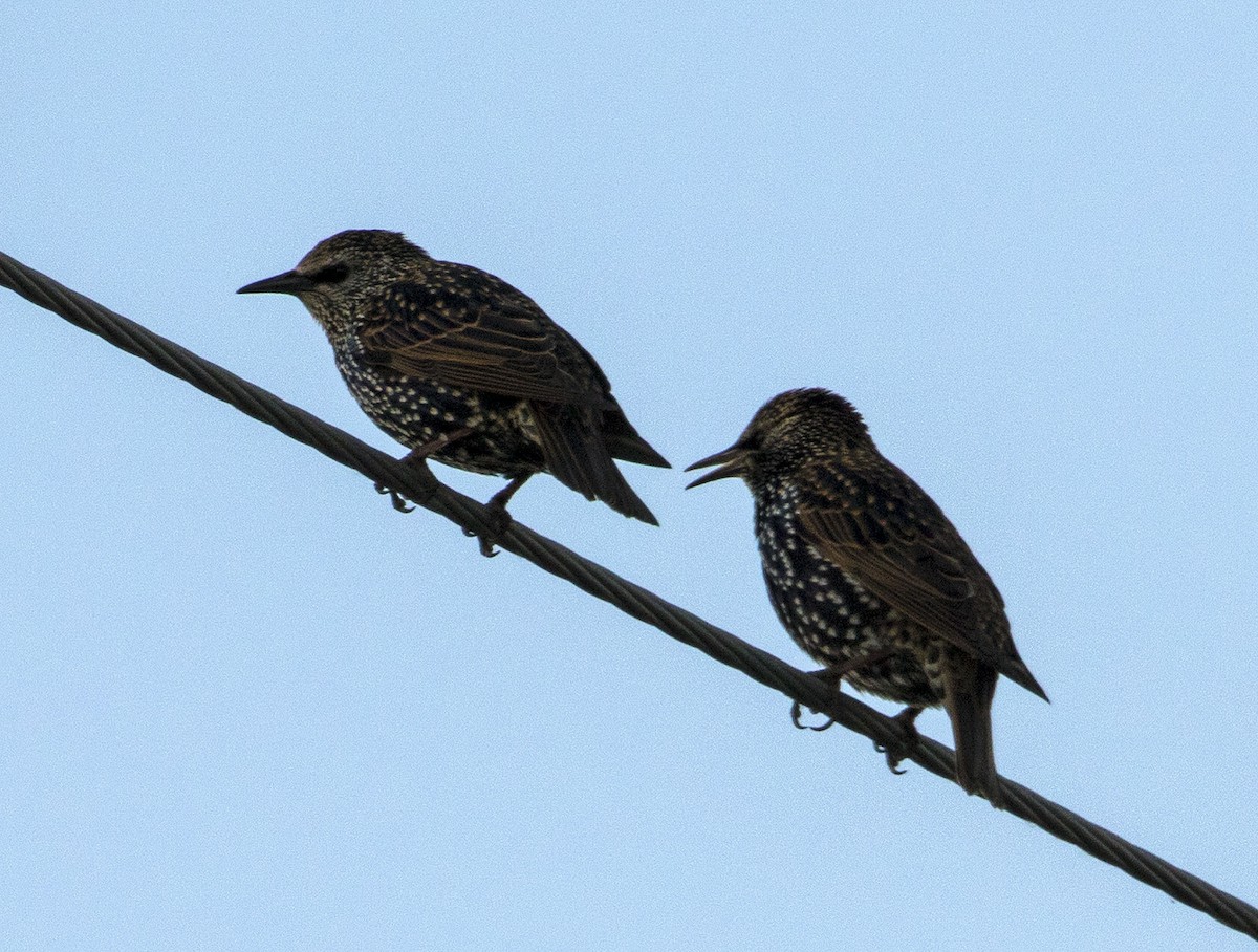 European Starling - ML184217731