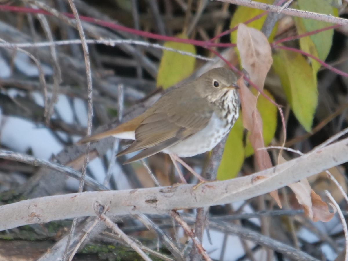 Hermit Thrush - ML184218131