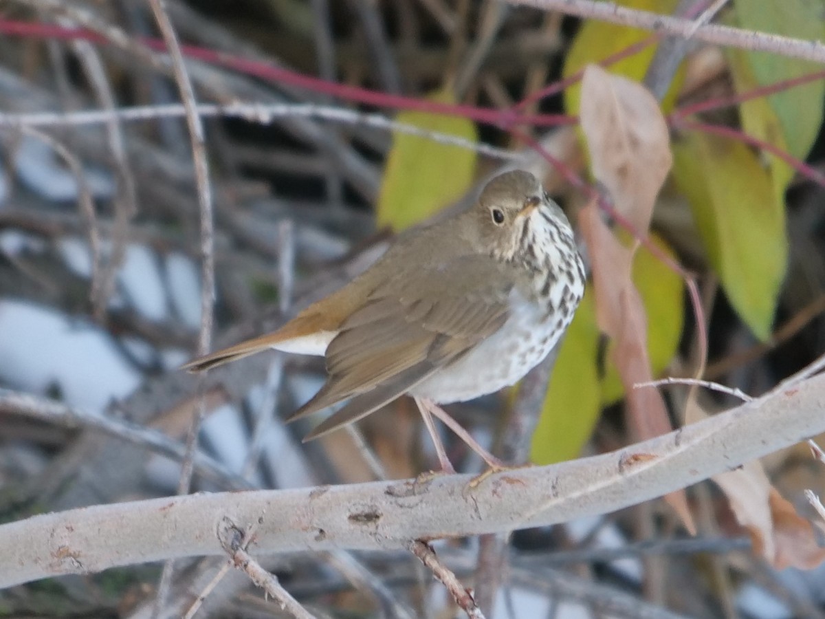 Hermit Thrush - ML184218141