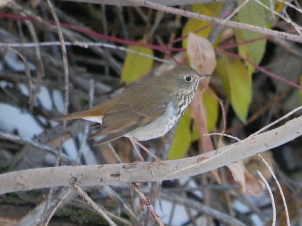 Hermit Thrush - ML184218151