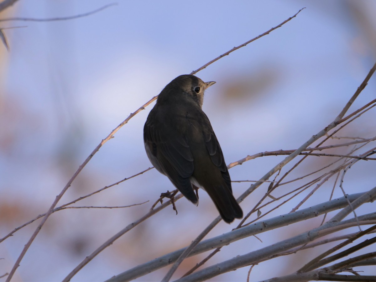 Hermit Thrush - ML184218171