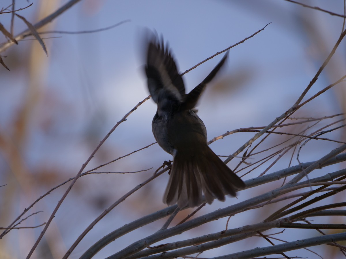Hermit Thrush - ML184218181