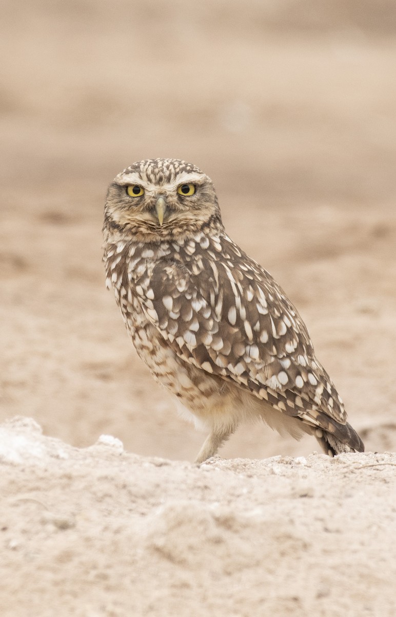 Burrowing Owl - ML184218911