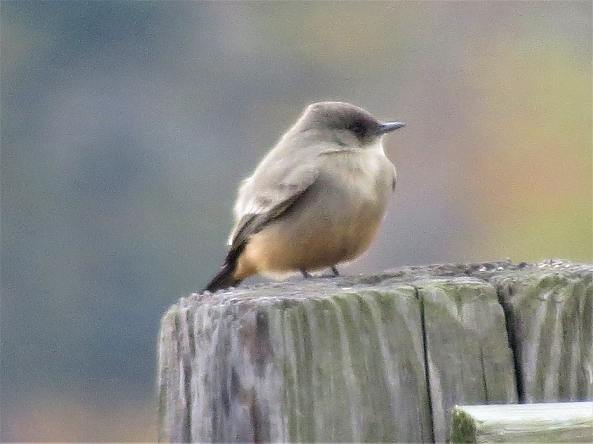 Say's Phoebe - debbie martin