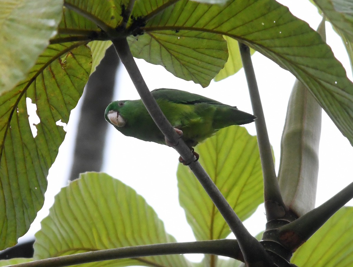 Riparian Parrotlet - Joshua van der Meulen