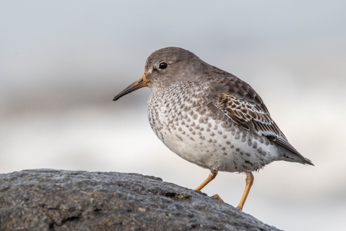 Rock Sandpiper - Kevin Vande Vusse