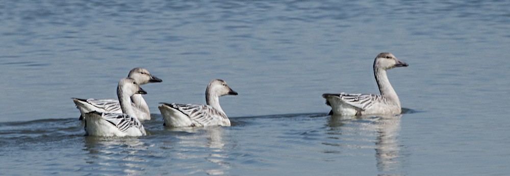 Snow Goose - Peggy Don