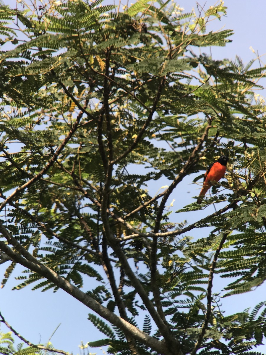 Scarlet Minivet - ML184228161