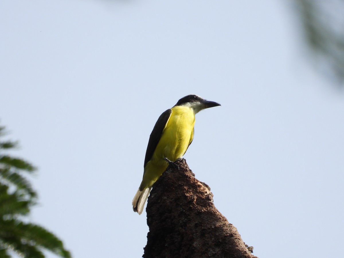 Boat-billed Flycatcher - ML184230491