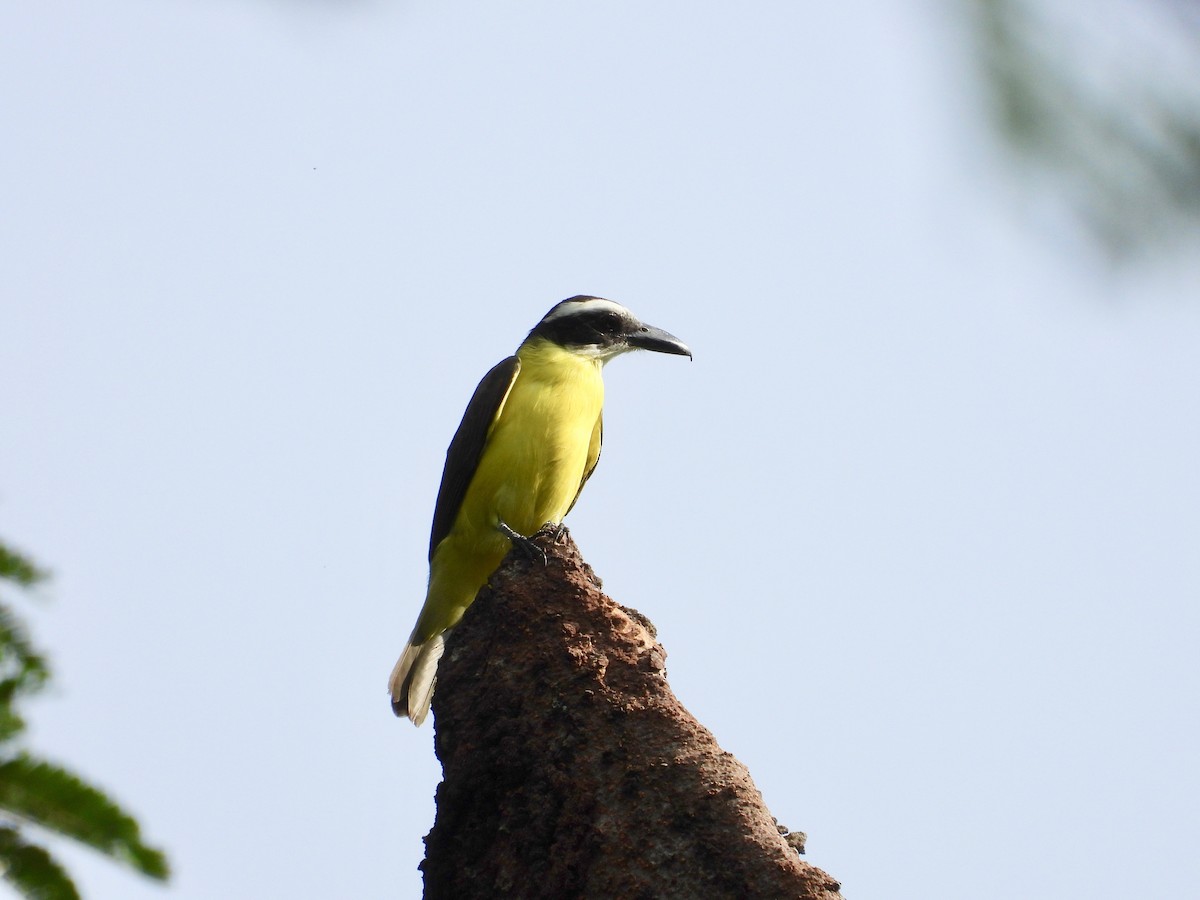 Boat-billed Flycatcher - ML184230501