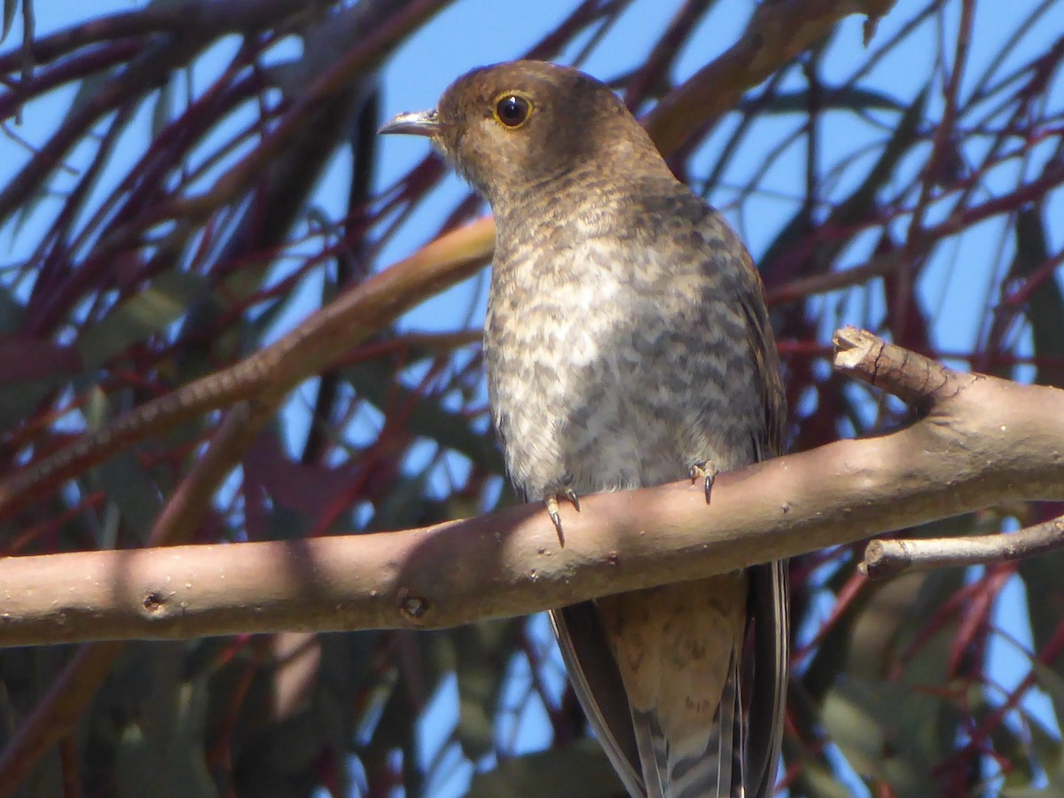 Fan-tailed Cuckoo - ML184233221