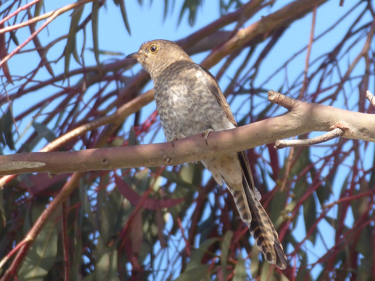 Fan-tailed Cuckoo - ML184233311