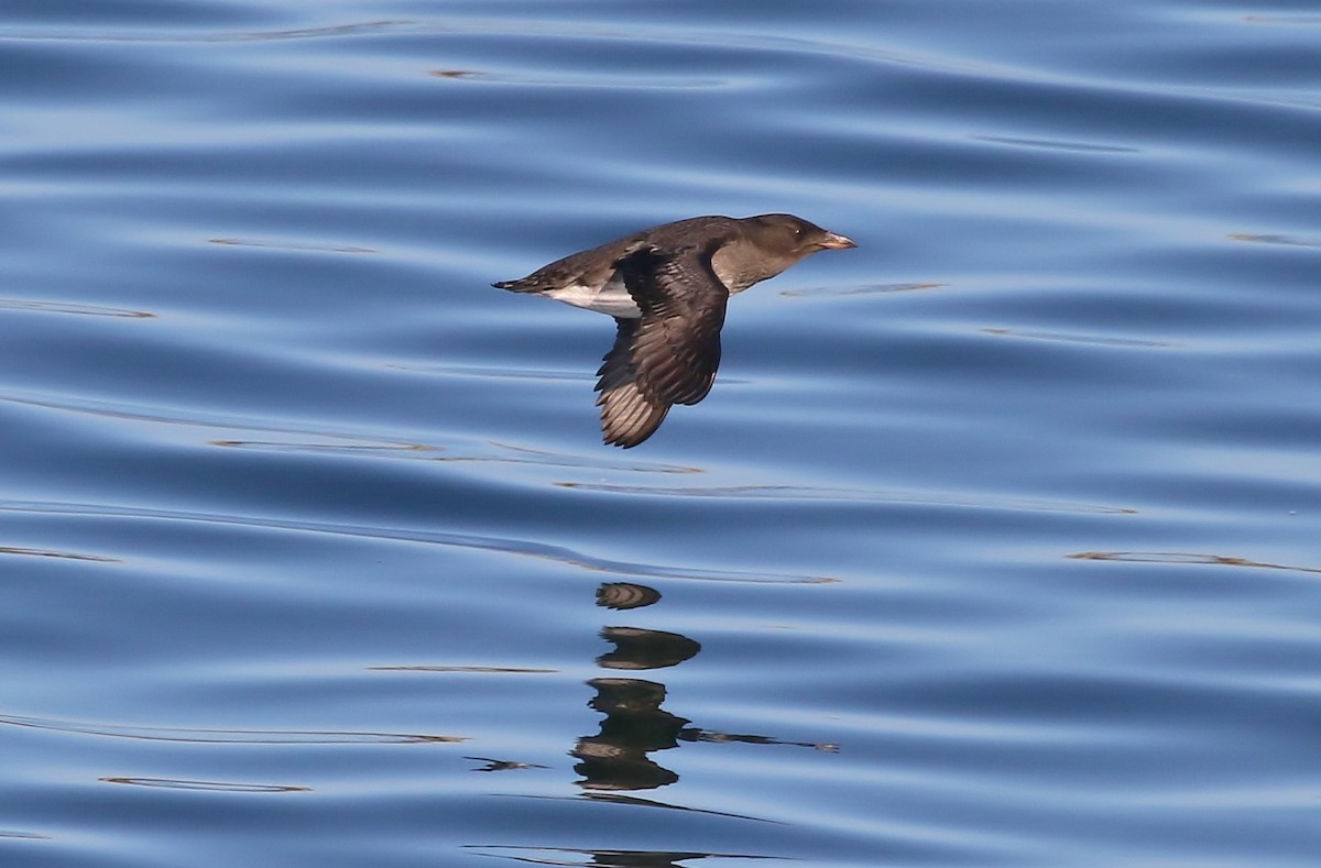 Rhinoceros Auklet - Musa Awan