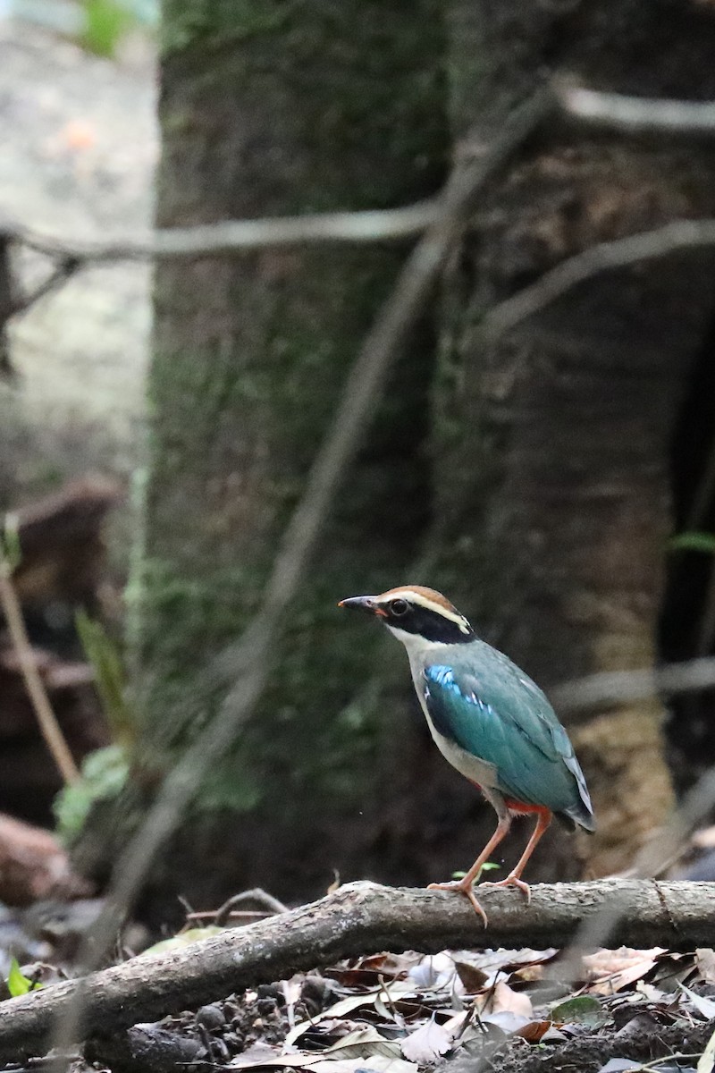 Fairy Pitta - Peter Kyne