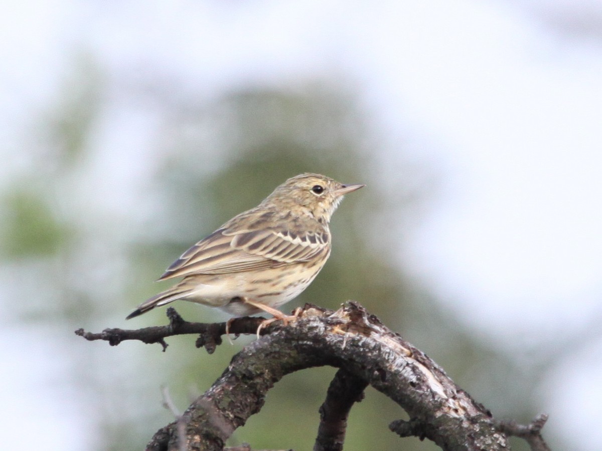 Tree Pipit - ML184235041