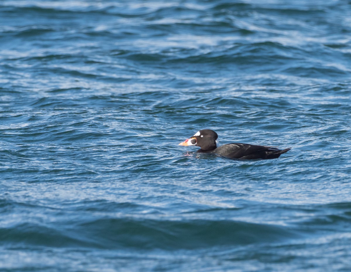 Surf Scoter - Steve Wickliffe