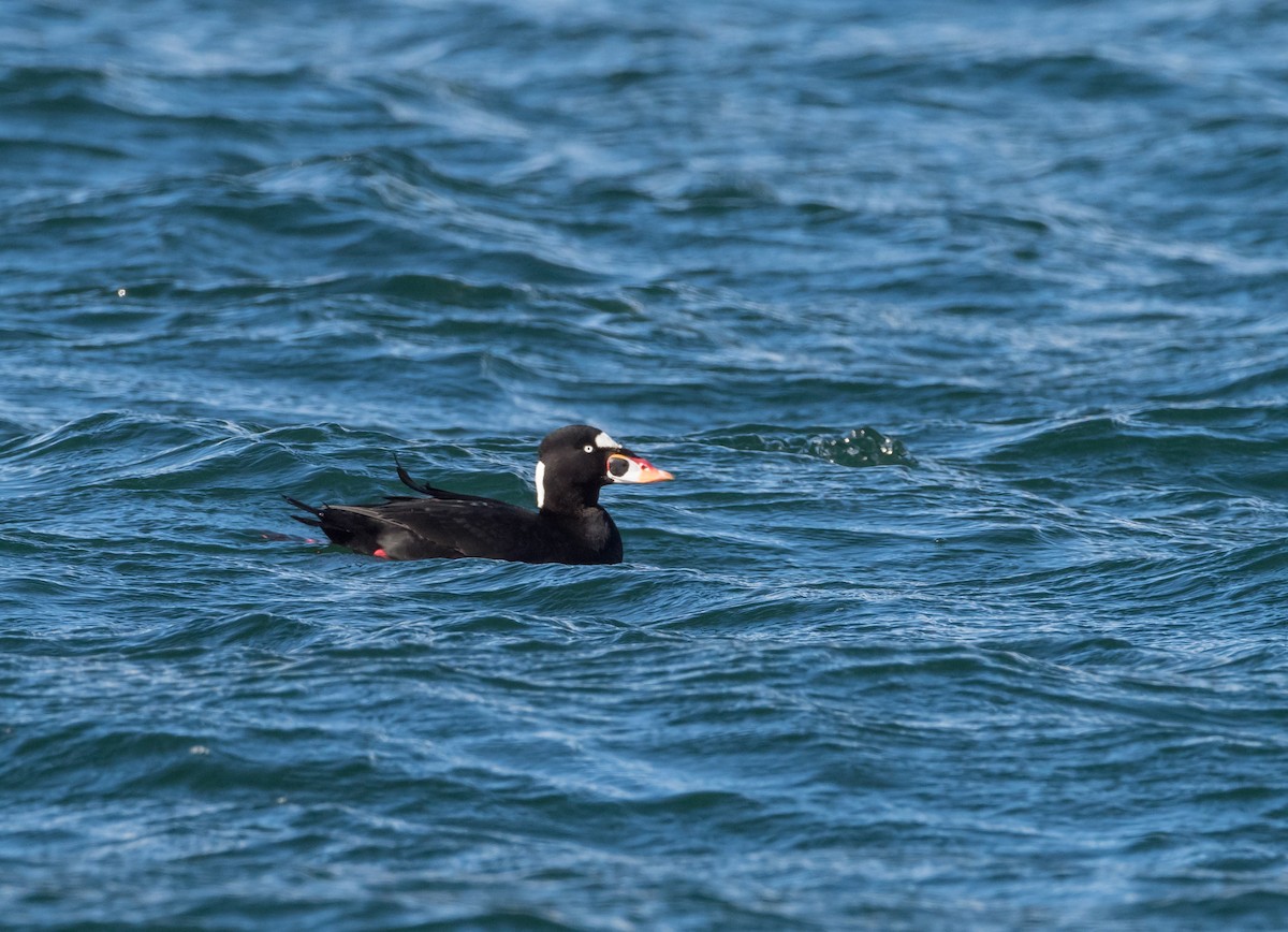 Surf Scoter - ML184235661