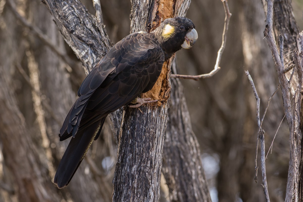 Cacatúa Fúnebre Coliamarilla - ML184237511