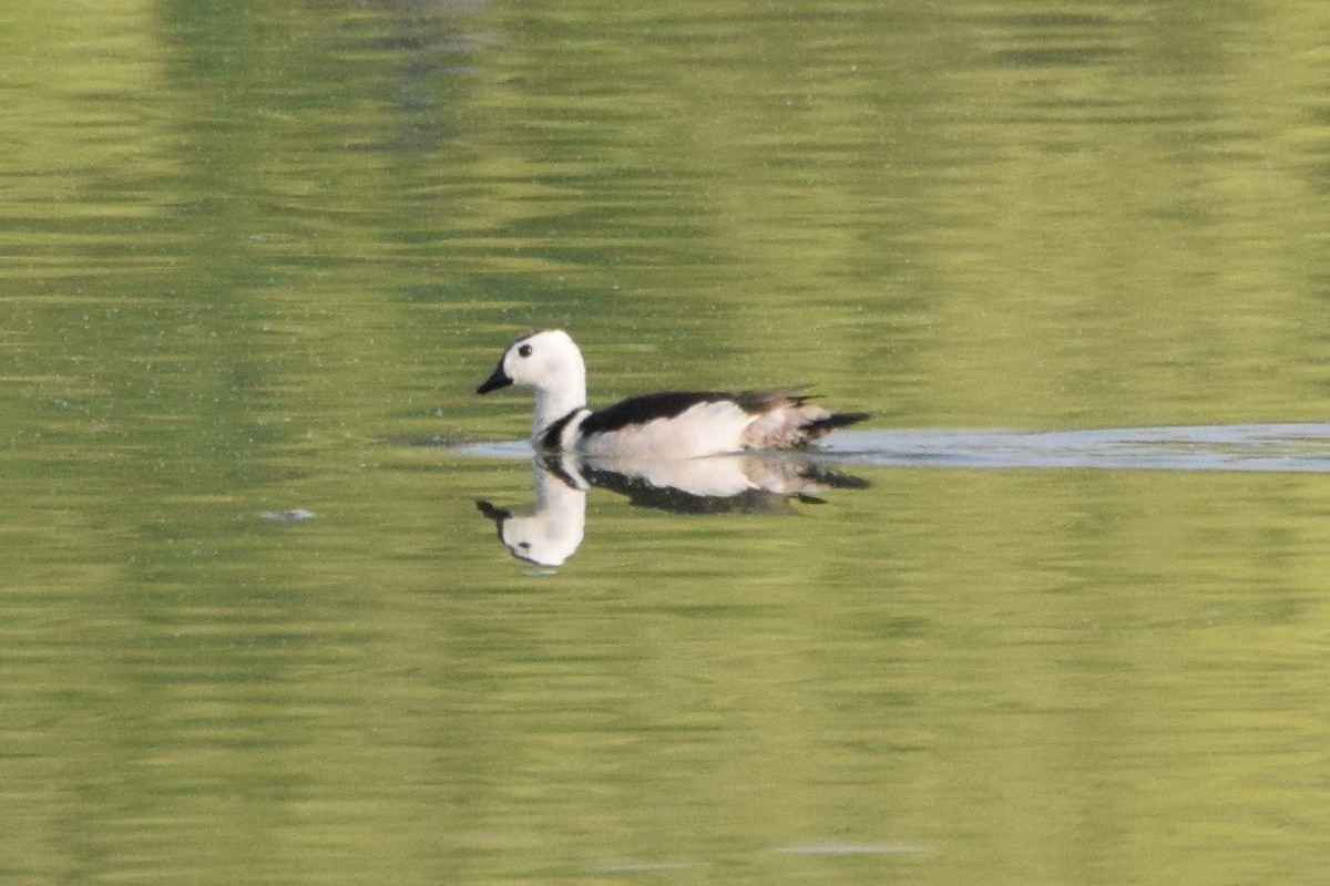 Cotton Pygmy-Goose - ML184237571
