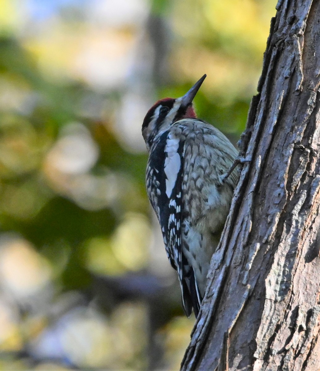 Yellow-bellied Sapsucker - ML184238691