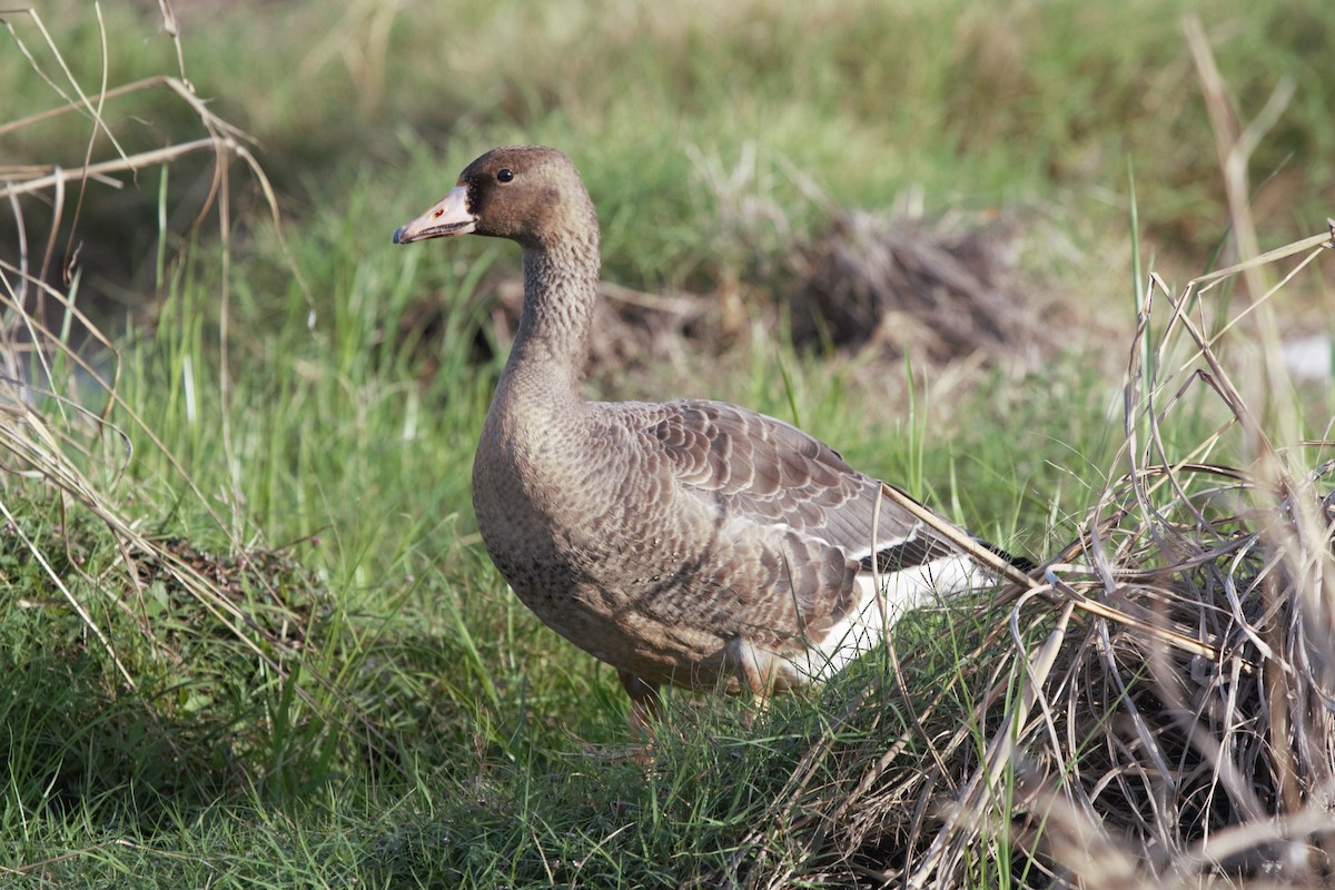 Greater White-fronted Goose - ML184238741
