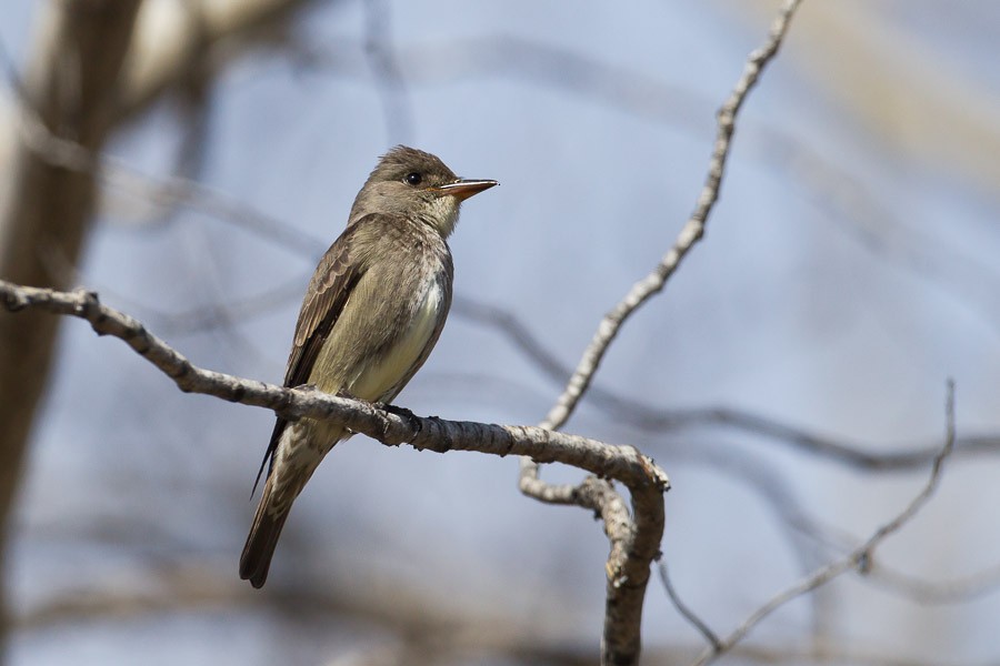 Olive-sided Flycatcher - ML184241031