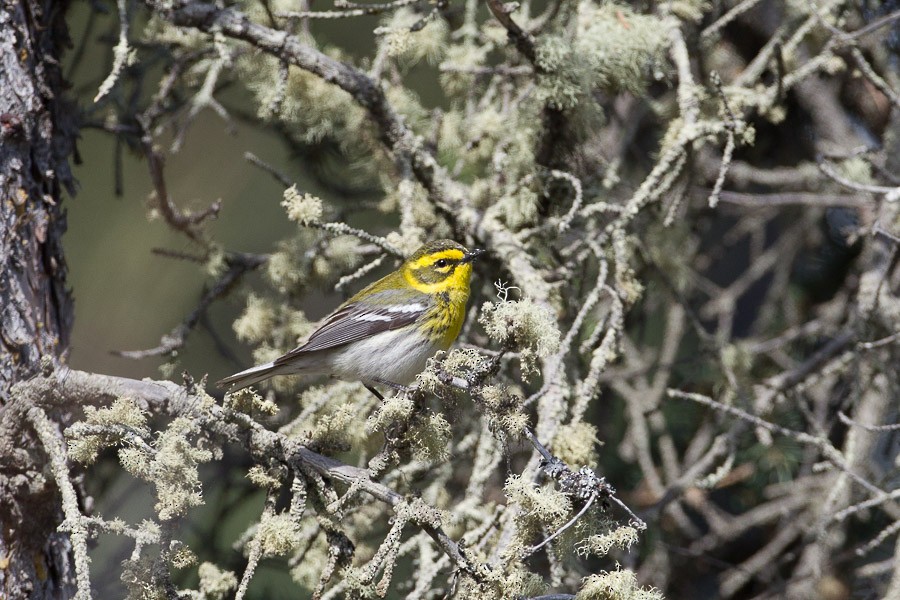 Townsend's Warbler - ML184241061