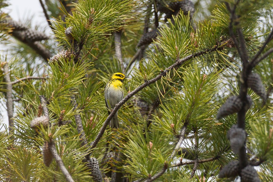 Townsend's Warbler - ML184241071