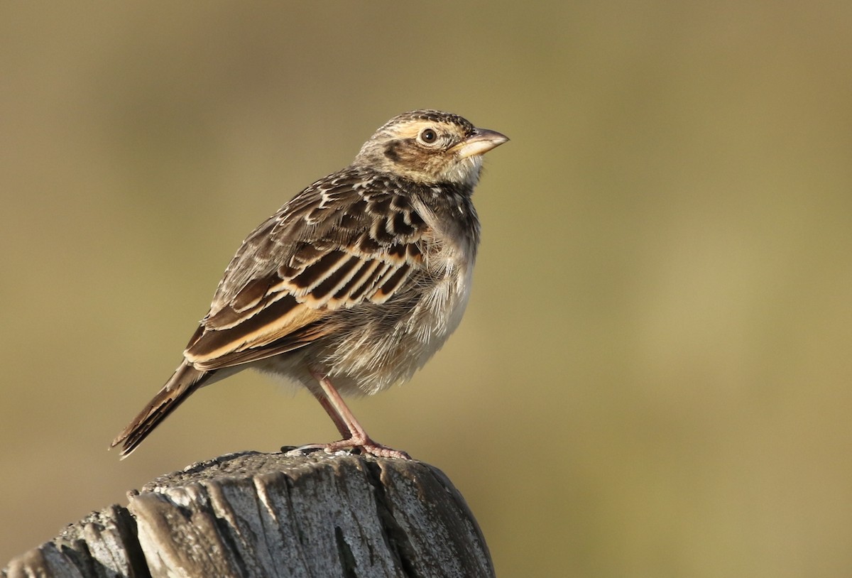 Singing Bushlark (Australasian) - ML184241381