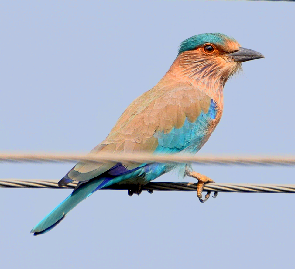 Indian/Indochinese Roller - ML184241471