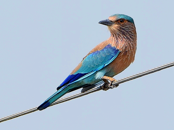 Indian/Indochinese Roller - ML184241481