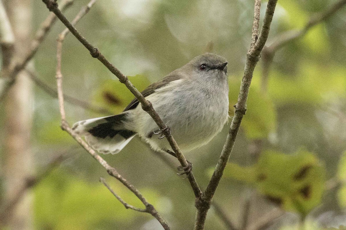 Gray Gerygone - Eric VanderWerf