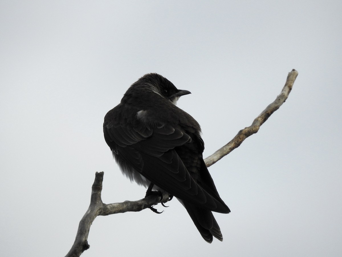 Brown-chested Martin - ML184250221