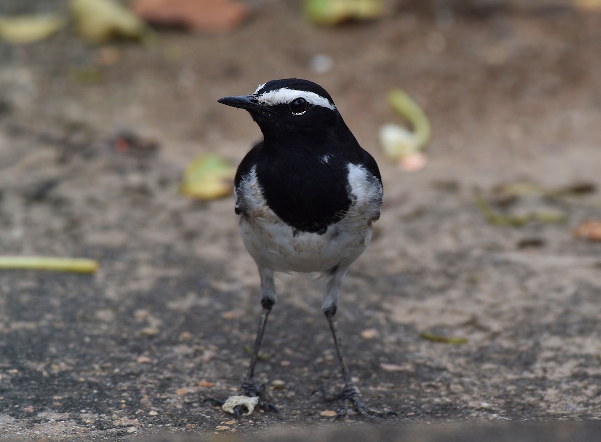 White-browed Wagtail - ML184251081