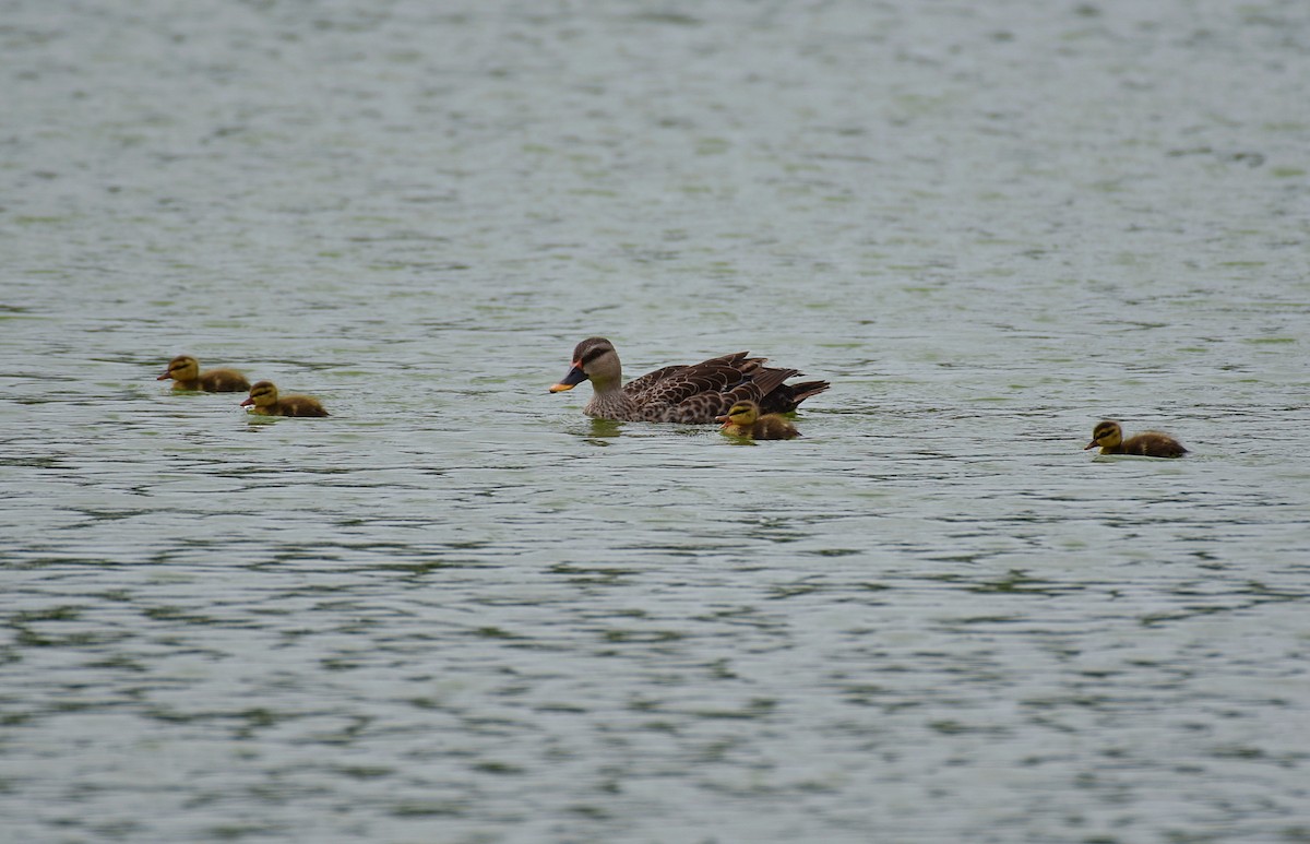 Indian Spot-billed Duck - ML184251091