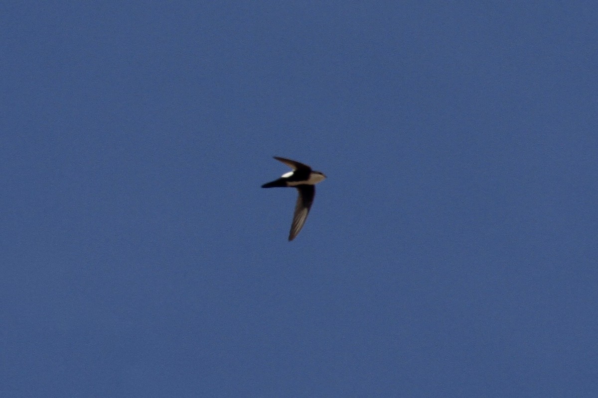 White-throated Swift - ML184252431