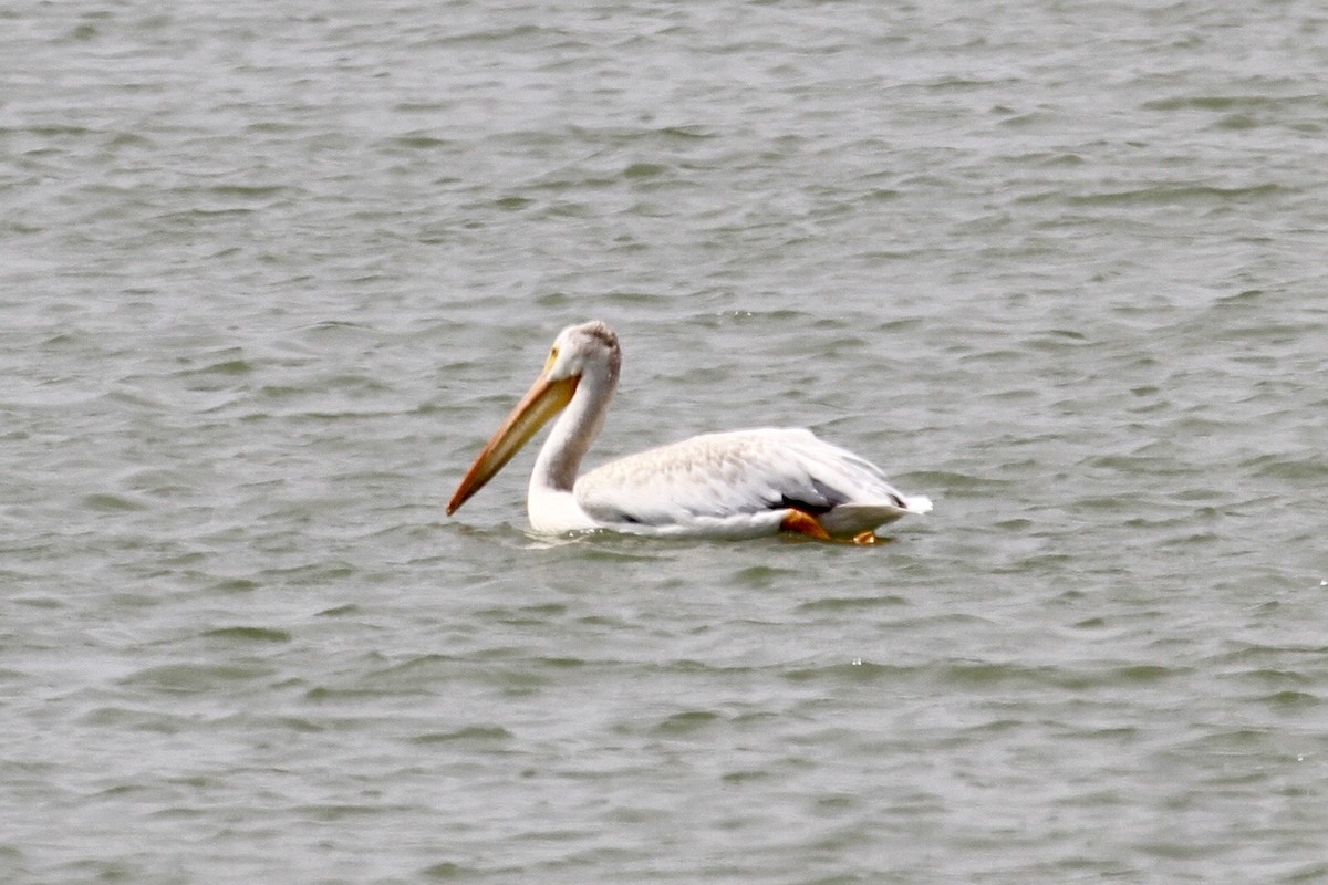 American White Pelican - ML184253361