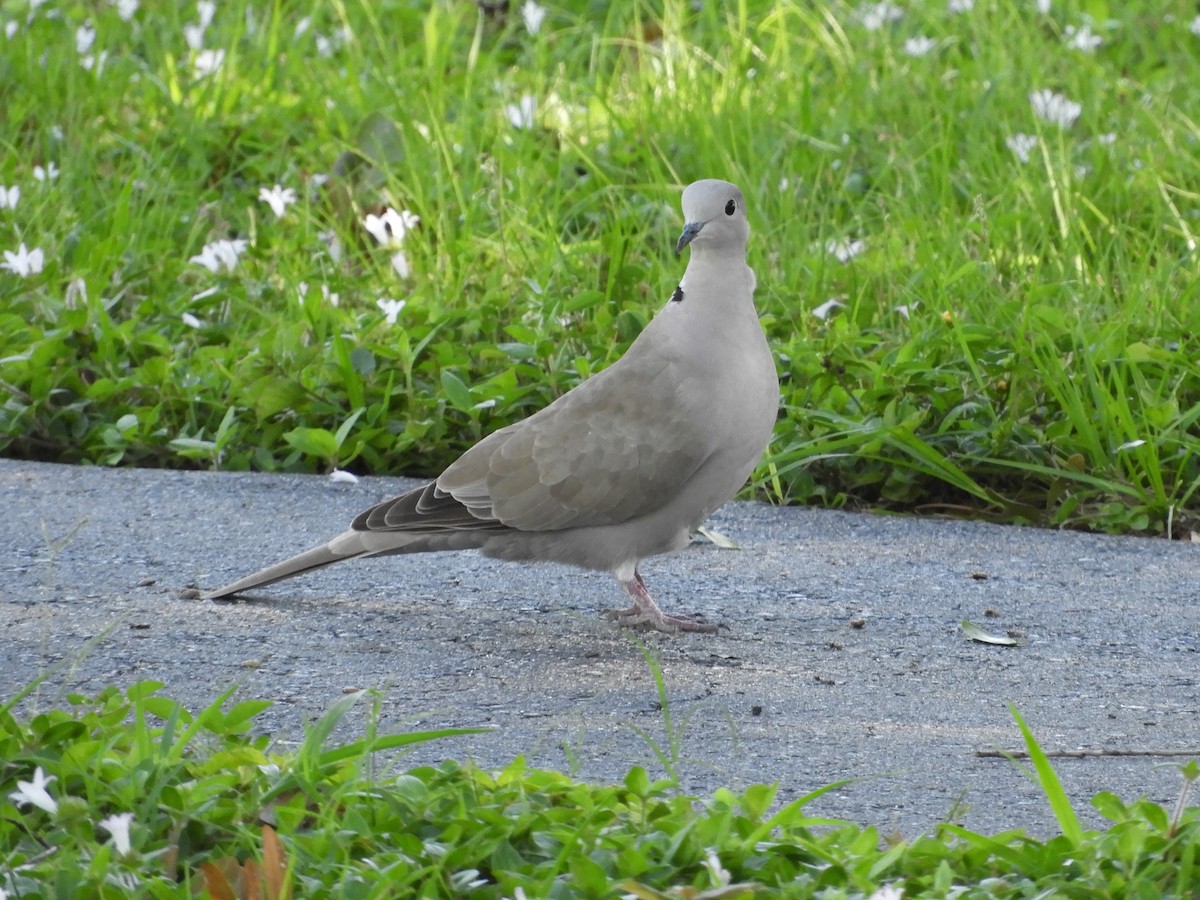 Eurasian Collared-Dove - Shane Carroll