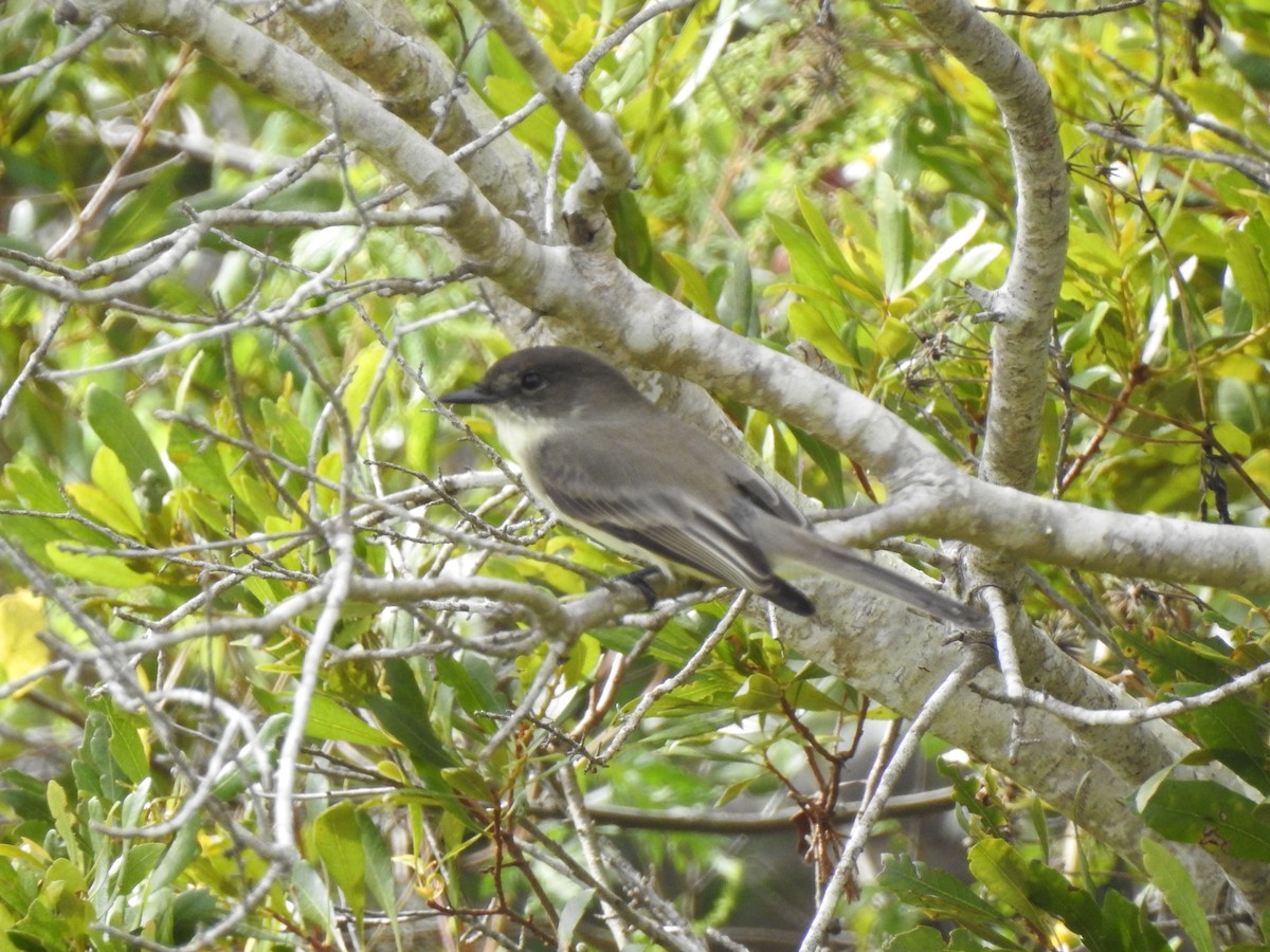 Eastern Phoebe - ML184255311