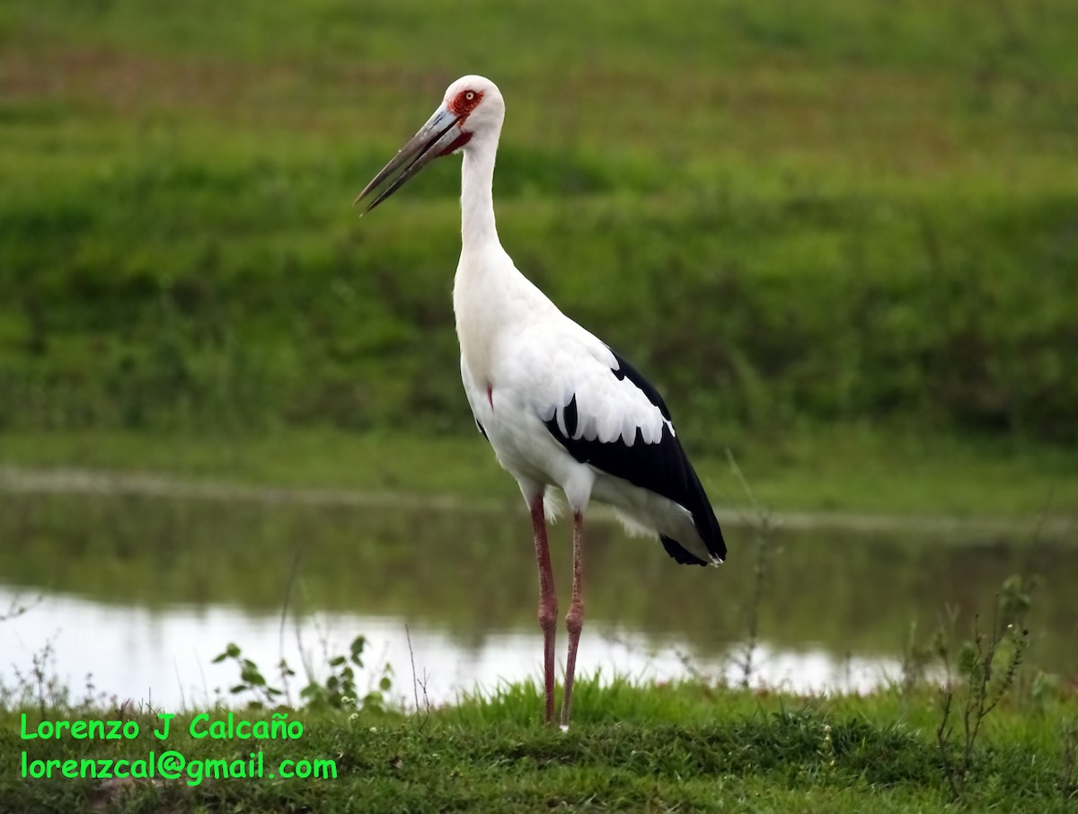 Maguari Stork - Lorenzo Calcaño